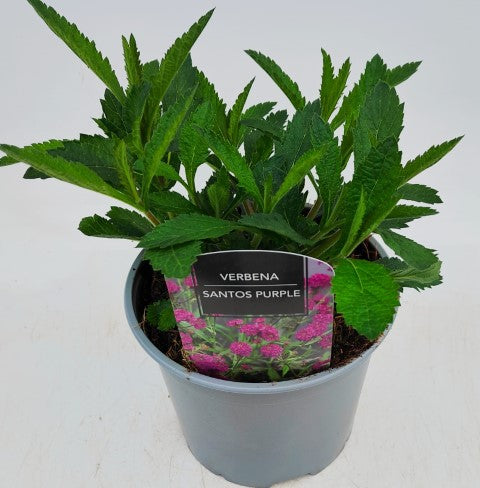 x1 Verbena Santos Purple 19cm/3Ltr