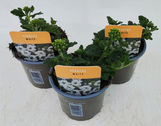 x3 Verbena Venturi White 10.5cm/9cm