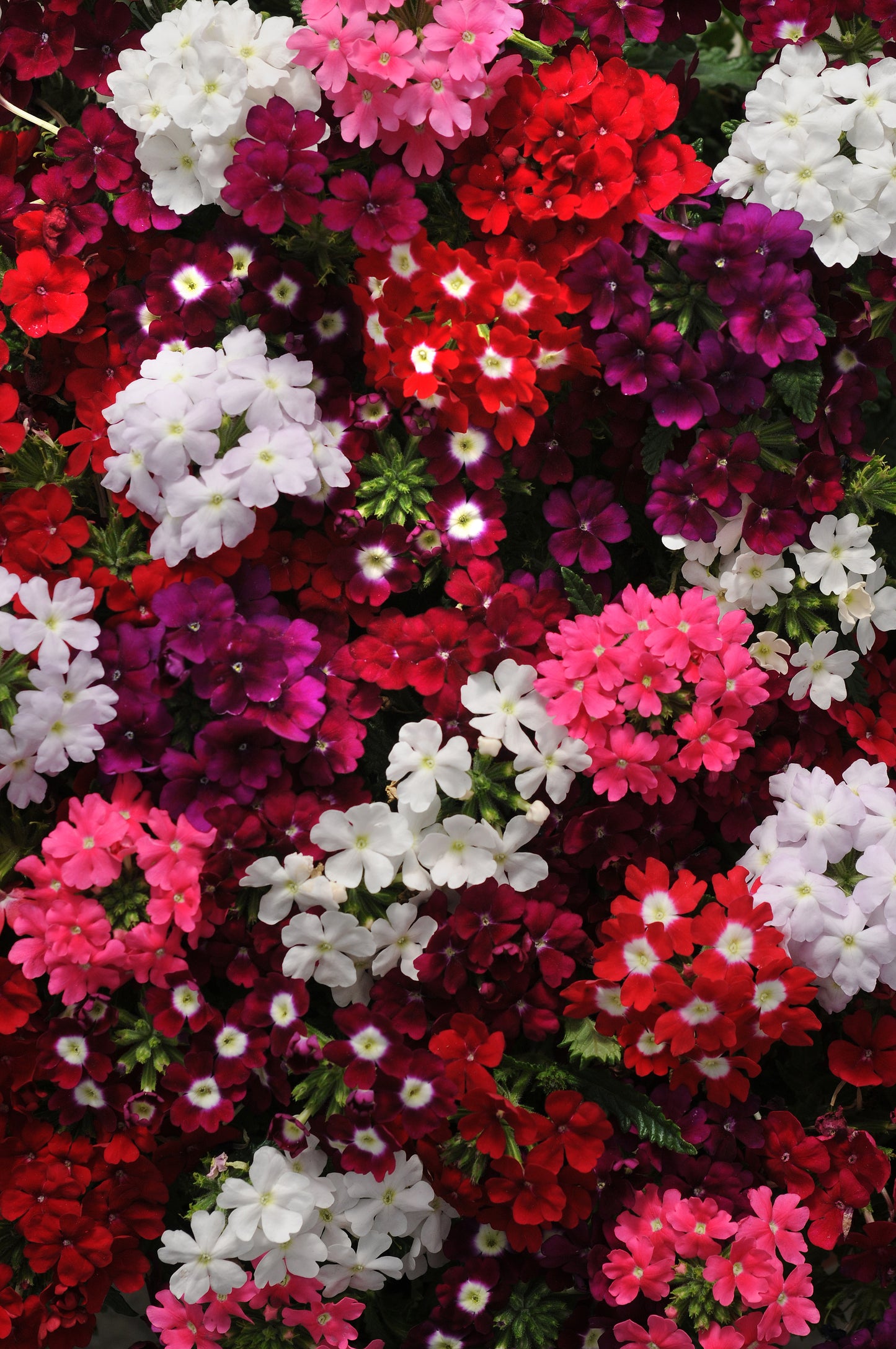 x10 Verbena Quartz Mix XL Plug Plants