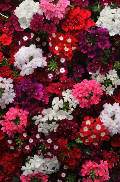 x10 Verbena Quartz Mix XL Plug Plants
