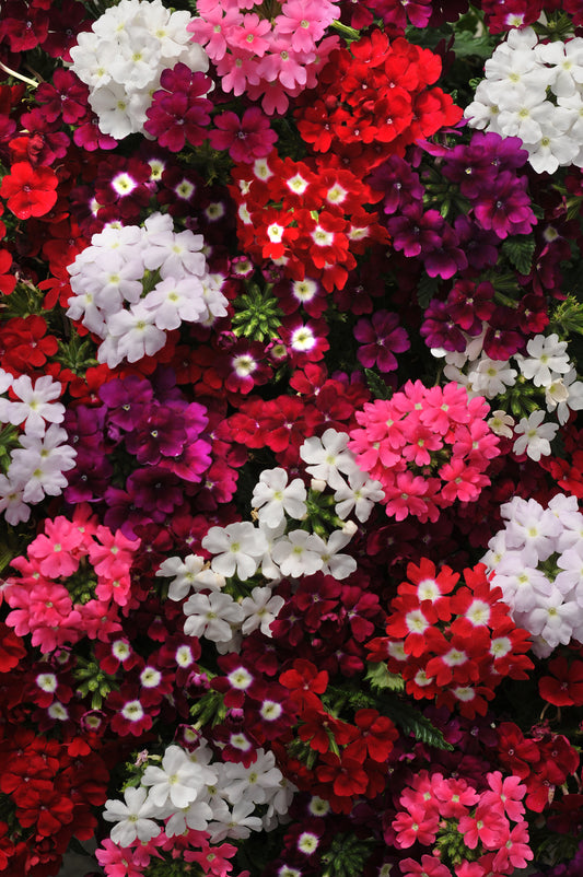 x10 Verbena Quartz Mix XL Plug Plants
