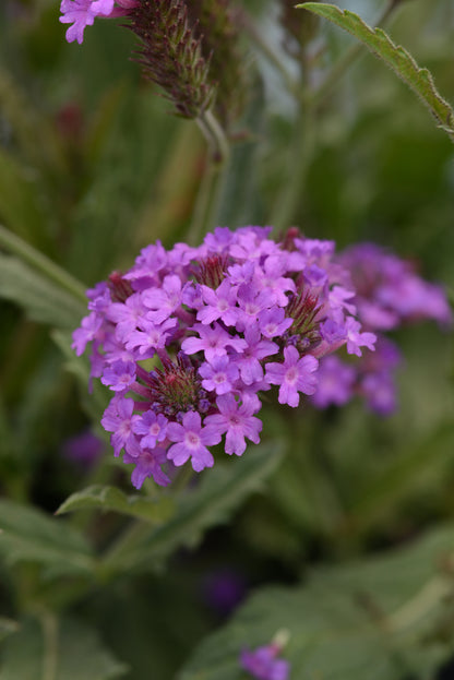 x1 Verbena Santos Purple 19cm/3Ltr