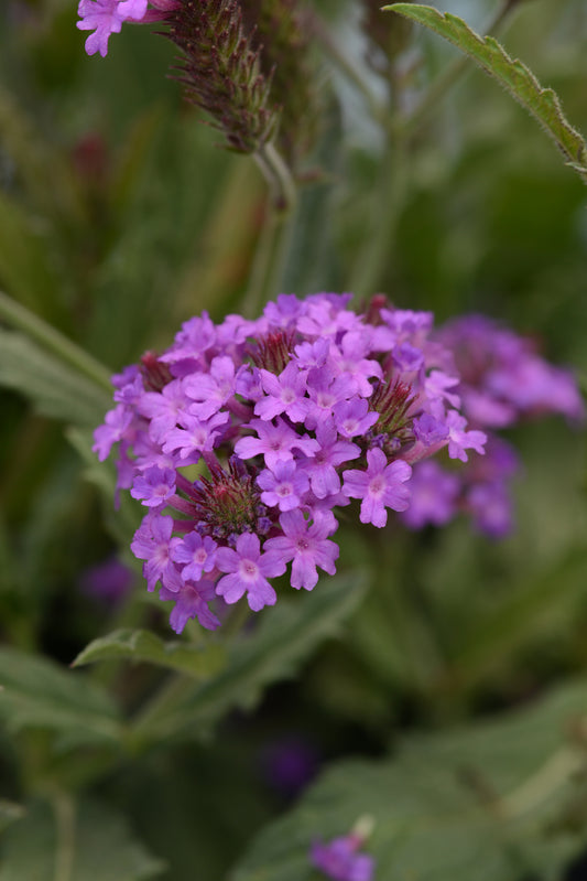 x1 Verbena Santos Purple 19cm/3Ltr