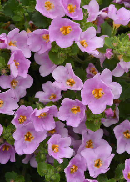 x3 Bacopa Megacopa Pink Shine 10.5cm/9cm