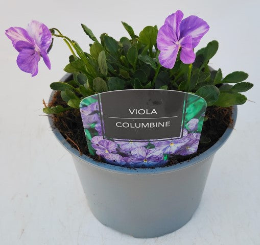 x1 Viola Scented Columbine - 17cm/2Litre