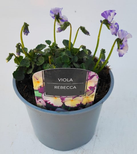x1 Viola Scented Rebecca - 17cm/2Litre
