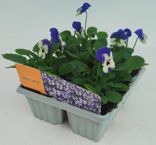 x10 Viola Delft Blue Flower Plants