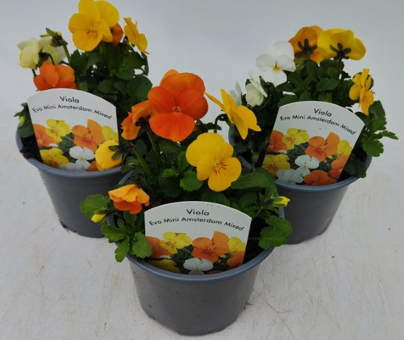 x2 Viola Evo Mini MixMaster Amsterdam 13cm/1 Ltr
