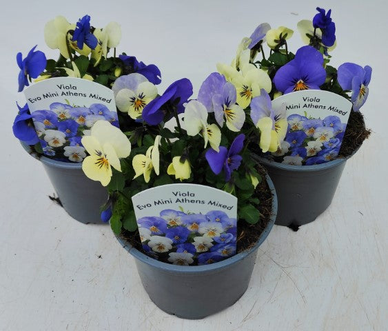 x2 Viola Evo Mini MixMaster Athens 13cm/1 Ltr