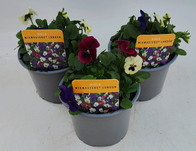 x2 Viola Evo Mini MixMaster London 13cm/1 Ltr