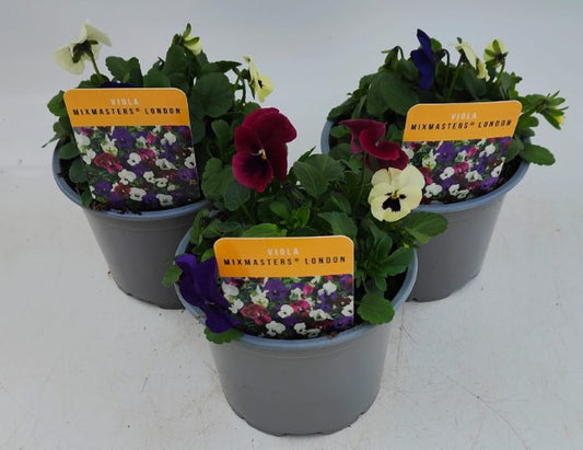 x2 Viola Evo Mini MixMaster London 13cm/1 Ltr