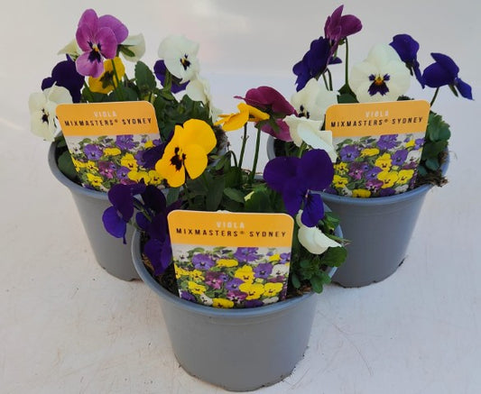 x2 Viola Evo Mini MixMaster Sydney 13cm/1 Ltr