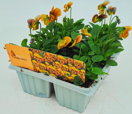 x10 Viola Honeybee Flower Plants