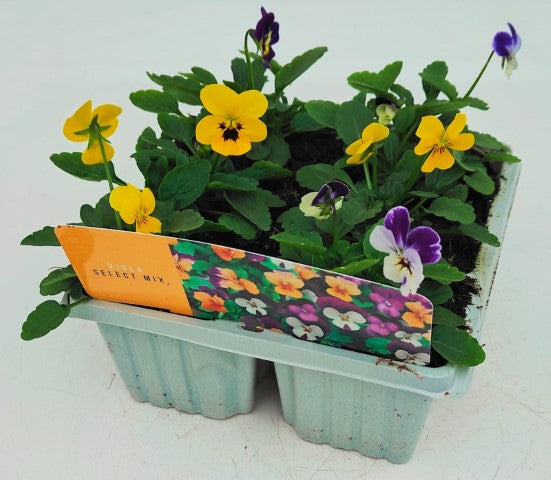 x10 Viola Sorbet Mix