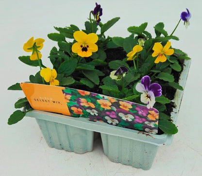 x10 Viola Sorbet Mix