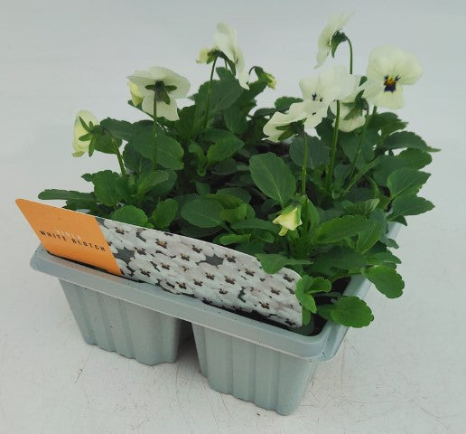 x10 Viola White Blotch Flower Plants