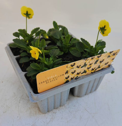 x10 Viola Yellow Blotch Flower Plants