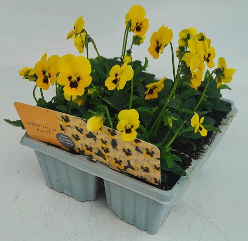 x10 Viola Yellow Blotch Flower Plants