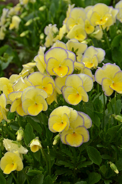 x1 Viola Scented Etain - 17cm/2Litre