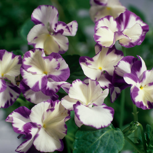 x1 Viola Scented Rebecca - 17cm/2Litre