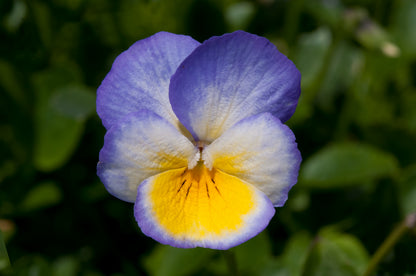 x1 Viola Scented Zoe - 17cm/2Litre