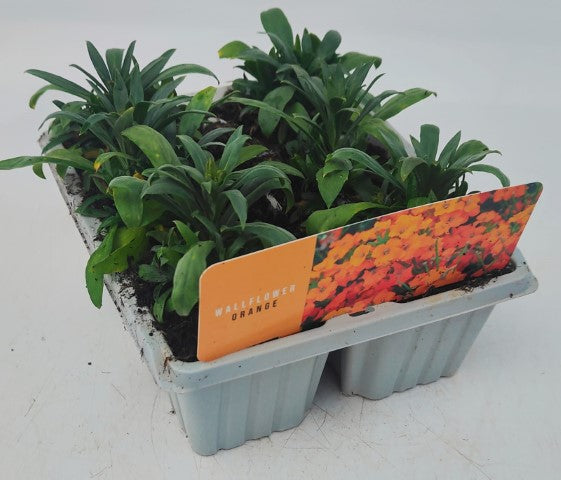 x10 Wallflower SugarRush Orange Plants
