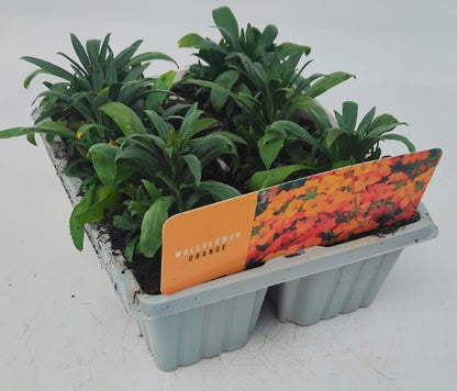 x10 Wallflower SugarRush Orange Plants