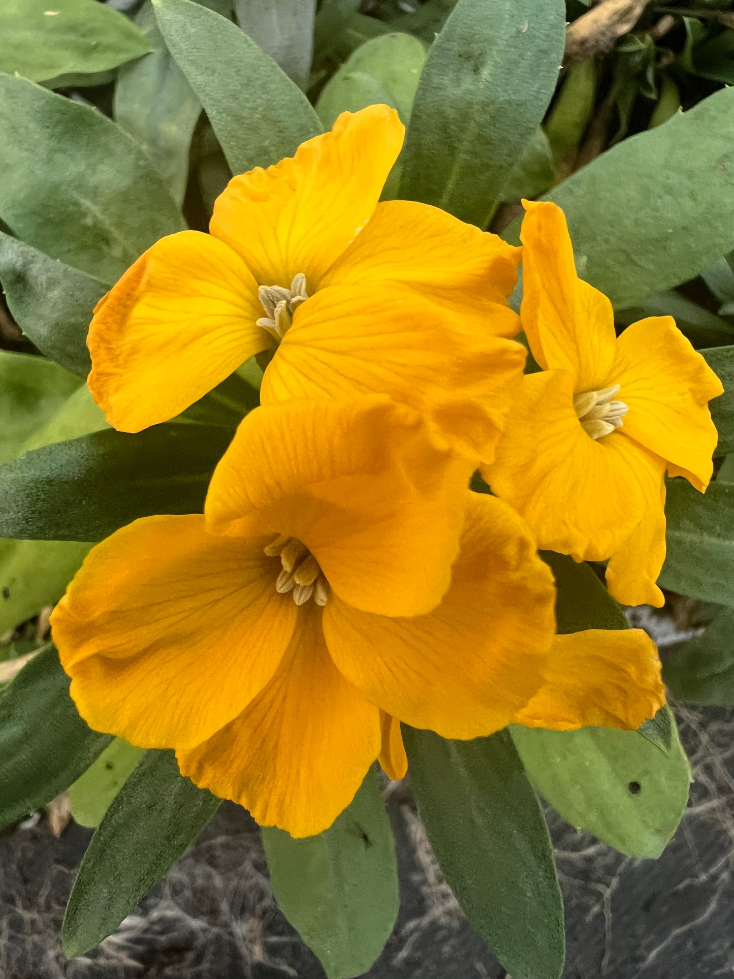 x10 Wallflower SugarRush Orange Plants