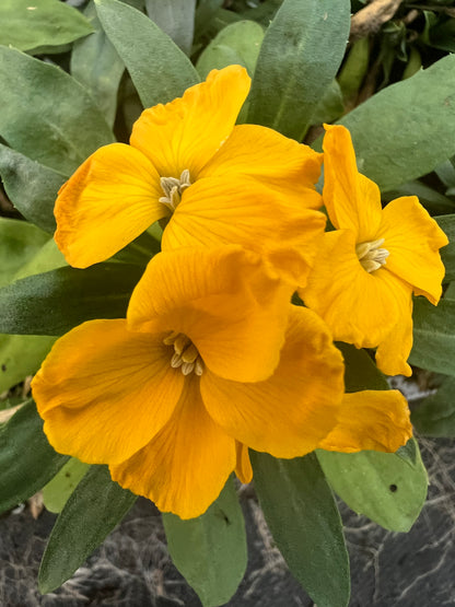 x10 Wallflower SugarRush Orange Plants
