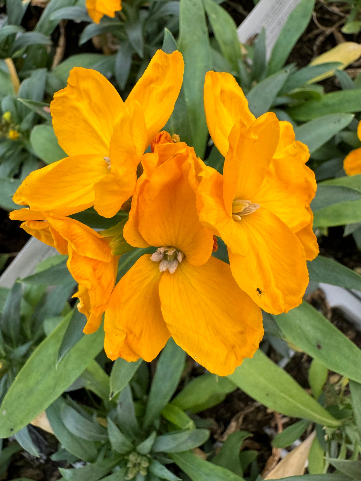 x10 Wallflower SugarRush Orange Plants