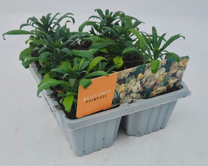 x10 Wallflower SugarRush Primrose Yellow Plants