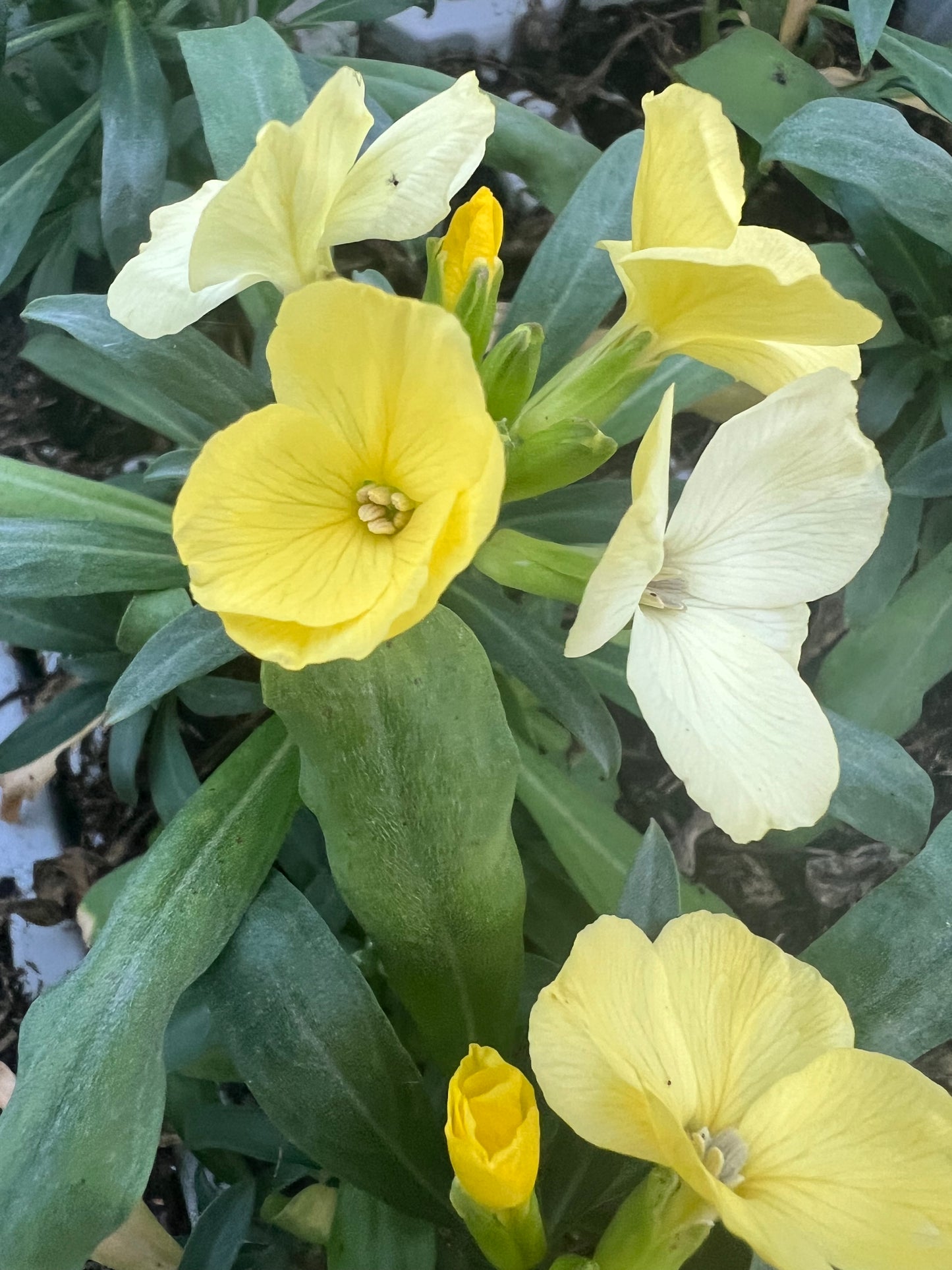x10 Wallflower SugarRush Primrose Yellow Plants