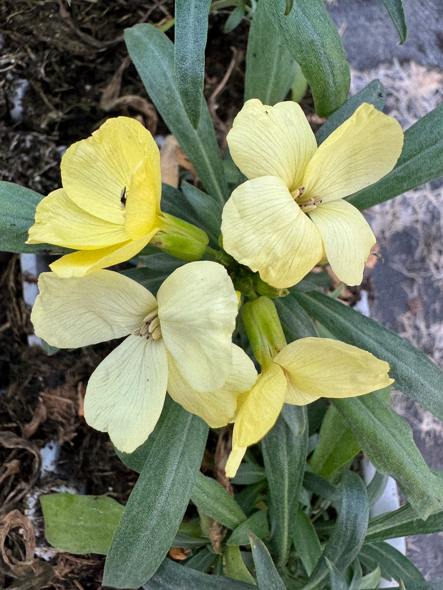 x10 Wallflower SugarRush Primrose Yellow Plants