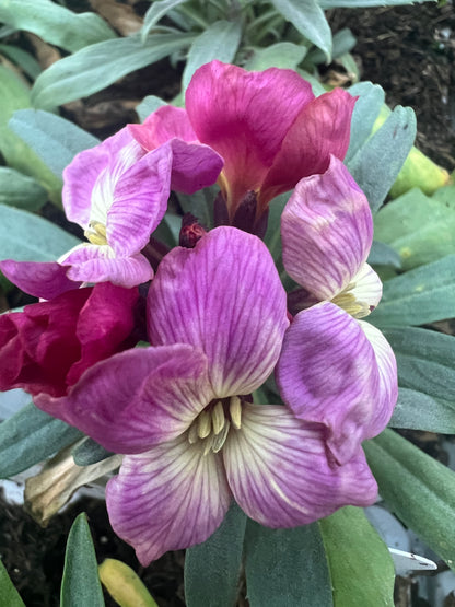 x10 Wallflower SugarRush Purple Bicolour Plants
