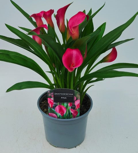 x1 Zantedeschia (Calla Lily) Pink 17cm/2Litre