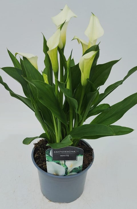 x1 Zantedeschia (Calla Lily) White 17cm/2Litre