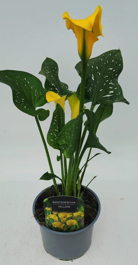 x1 Zantedeschia (Calla Lily) Yellow 17cm/2Litre