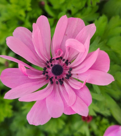 x3 Anemone Harmony Double Rose 10.5cm/9cm