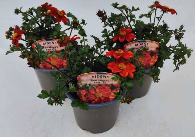 x3 Bidens Bee Happy Red 10.5cm/9cm