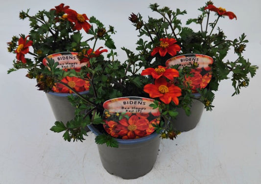 x3 Bidens Bee Happy Red 10.5cm/9cm