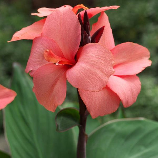 x1 Canna Cannova Mango 19cm/3Ltr