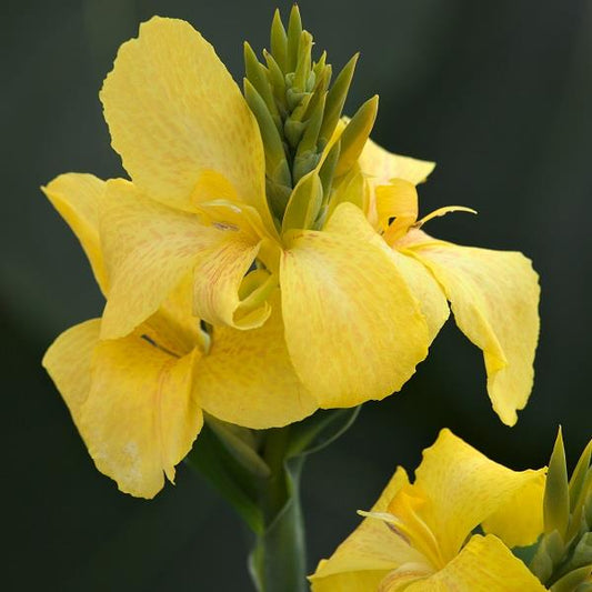 x1 Canna Cannova Yellow 19cm/3Ltr