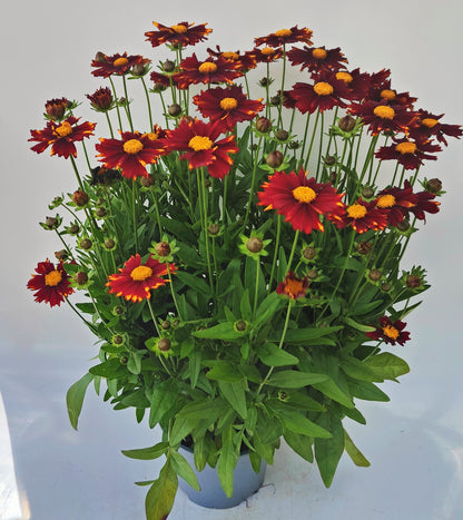 x1 Coreopsis UpTick Red 19cm/3Ltr