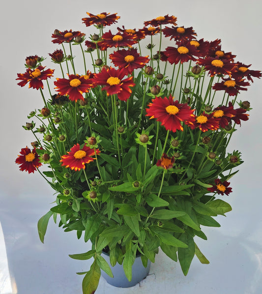 x1 Coreopsis UpTick Red 19cm/3Ltr