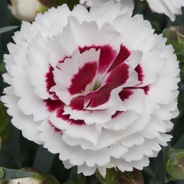 x1 Dianthus Scent First Coconut Sundae 17cm/2Litre