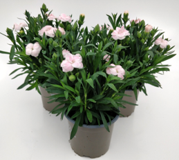 x3 Dianthus Oscar White & Red 10.5cm/9cm