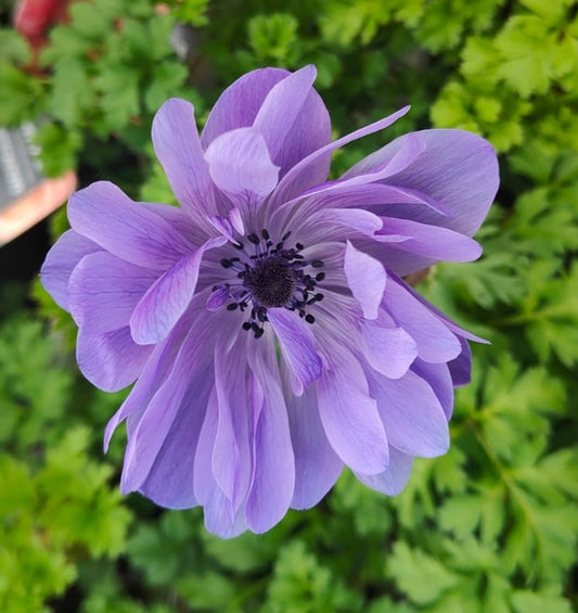 x3 Anemone Harmony Double Blue 10.5cm/9cm