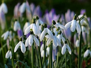 Snowdrop Bulbs Galanthis Woronowii X100