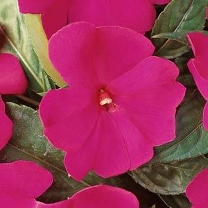 x10 Impatiens Beacon Violet - XL Plug Plants