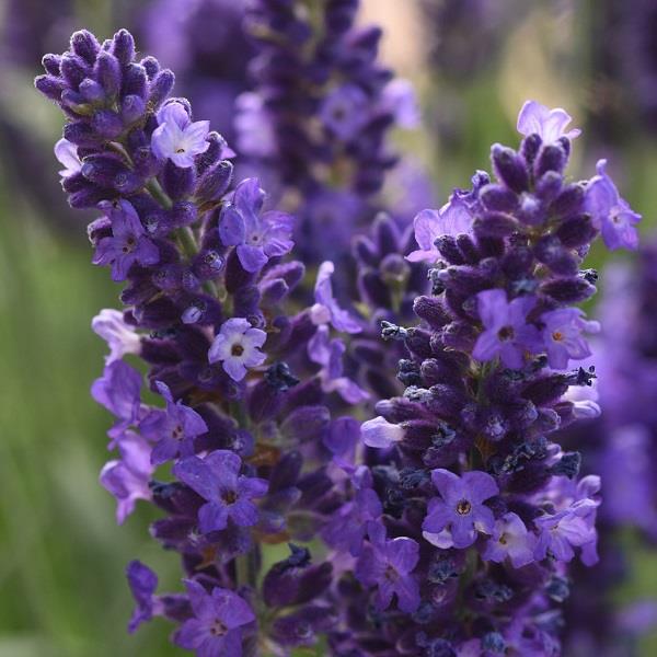 x3 Lavender Blue Spear Plants in 10.5cm/9cm pots